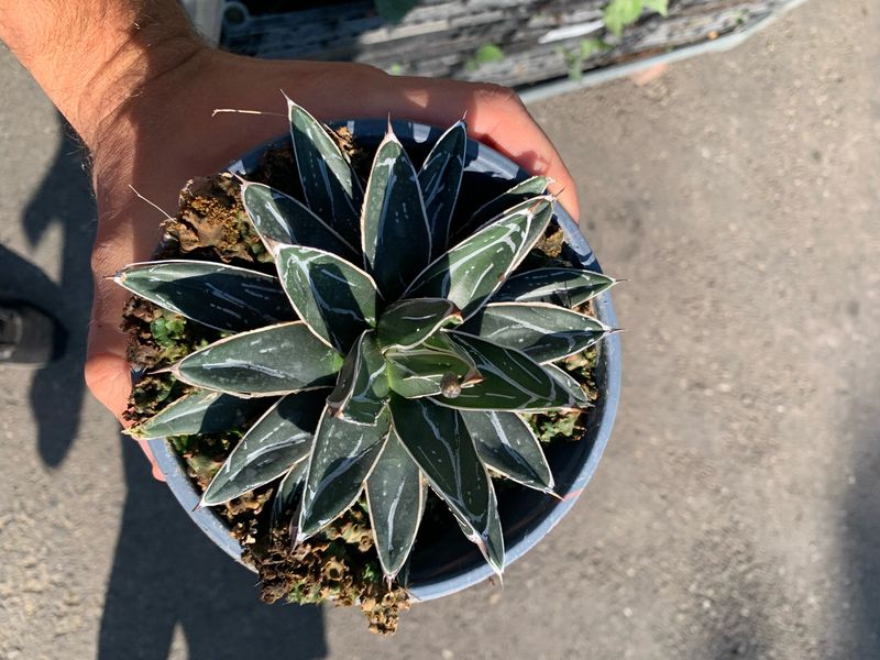 Agave Victoriae Reginae, Agave Regina Vittoria (Succulenta/Grassa) - vaso Ø14 cm Agave Victoriae Reginae, Agave Regina Vittoria (Succulenta/Grassa) - vaso Ø14 cm