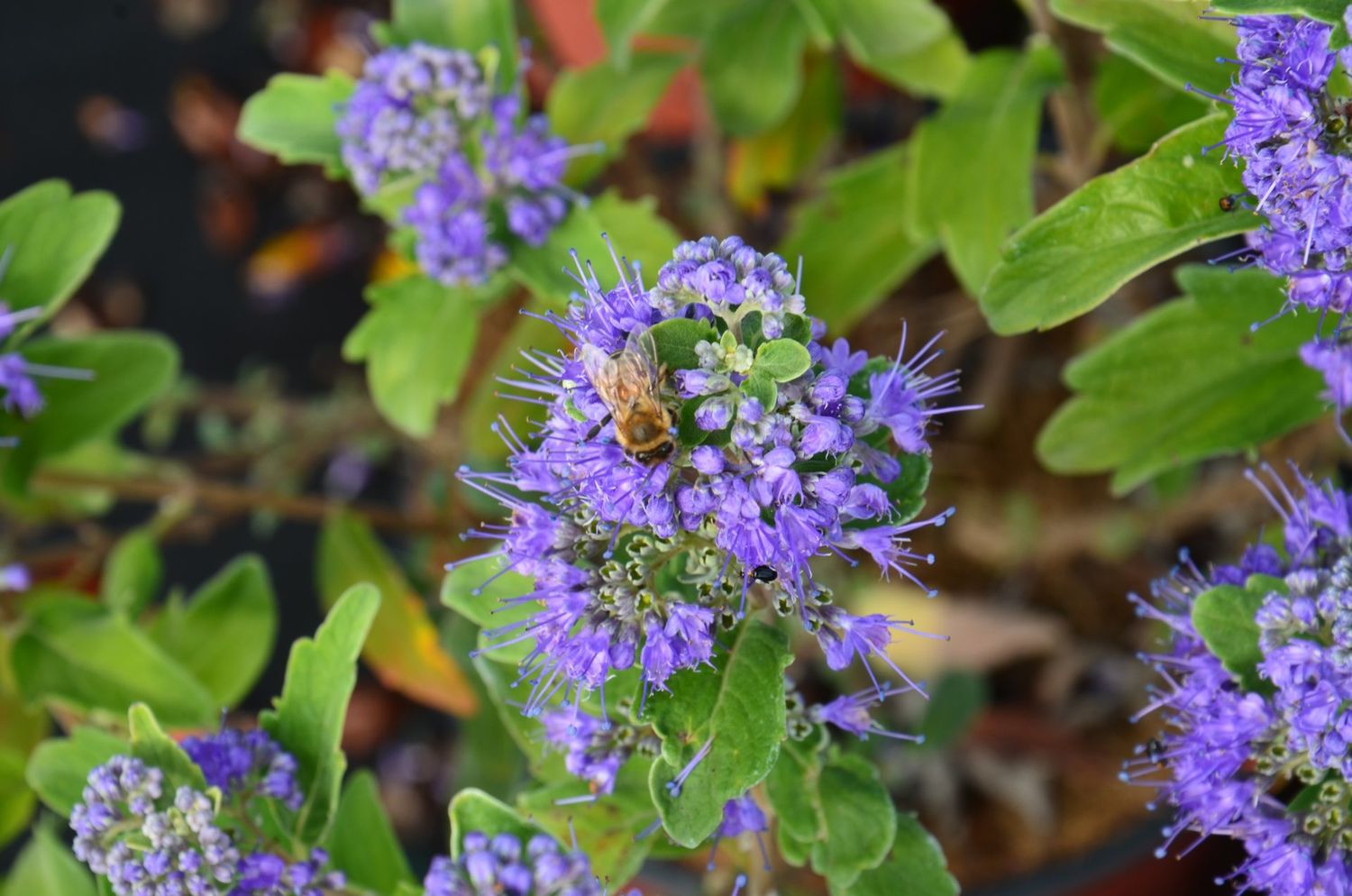 Caryopteris clandonensis 'Kew Blue' - vaso Ø24cm