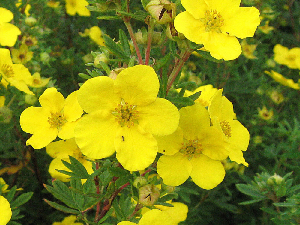 Potentilla fruticosa 'Goldfinger' - vaso Ø18 cm Potentilla fruticosa 'Goldfinger' - vaso Ø18 cm
