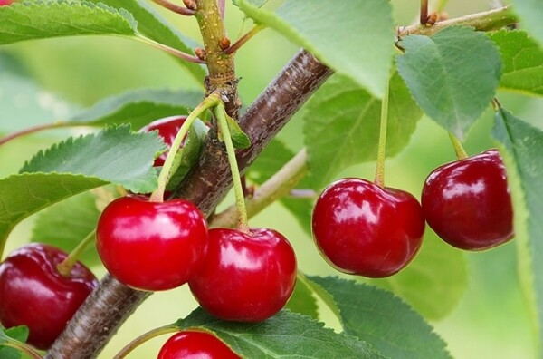 Ciliegio Prunus Carmine Jewell - vaso 12x12x18 cm Ciliegio Prunus Carmine Jewell - vaso 12x12x18 cm