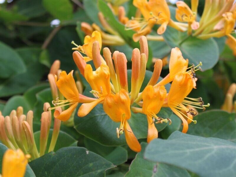 Lonicera tellmanniana - Caprifoglio v14 h 60 cm Lonicera tellmanniana - Caprifoglio v14 h 60 cm