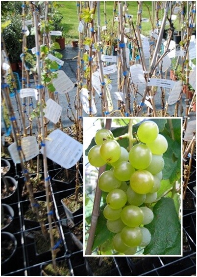 Vite da tavola Fragola bianca- Vitis vinifera 'Fragola'- uva - vaso 12x12x18 h 60
