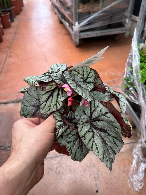 Begonia Rex 'Magic Colours Fedor' - vaso Ø12 cm