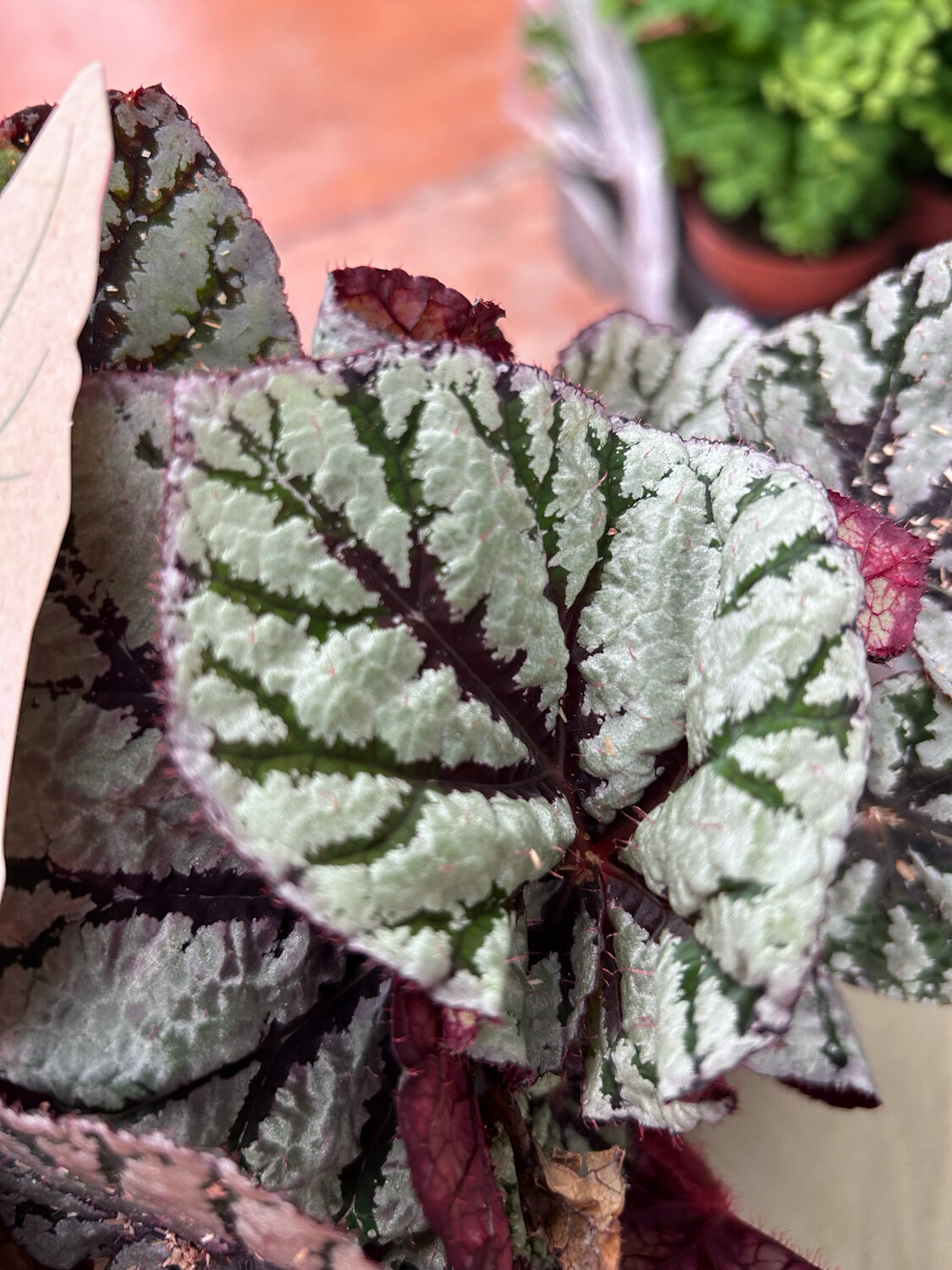 Begonia Rex 'Magic Colours Fedor' - vaso Ø12 cm