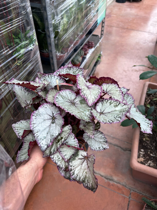 Begonia Rex 'Hawaiian Silver' - vaso Ø12 cm