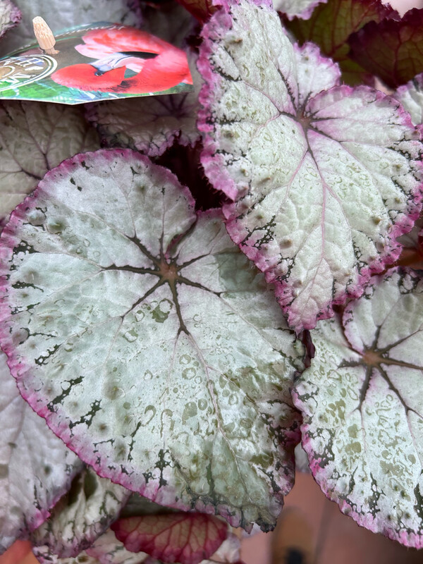 Begonia Rex 'Hawaiian Silver' - vaso Ø12 cm