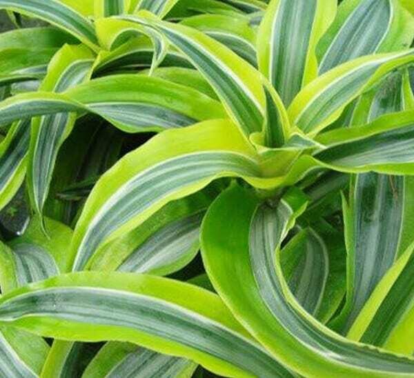Dracaena Fragrans Compacta 'Lemon Surprise' - vaso Ø12 cm