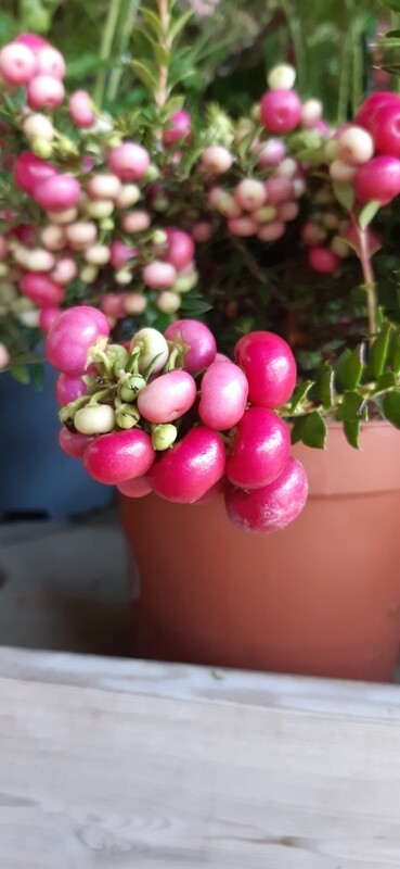 Pernezia, Pernettya, Gaultheria Mucronata - vaso Ø10.5 cm
