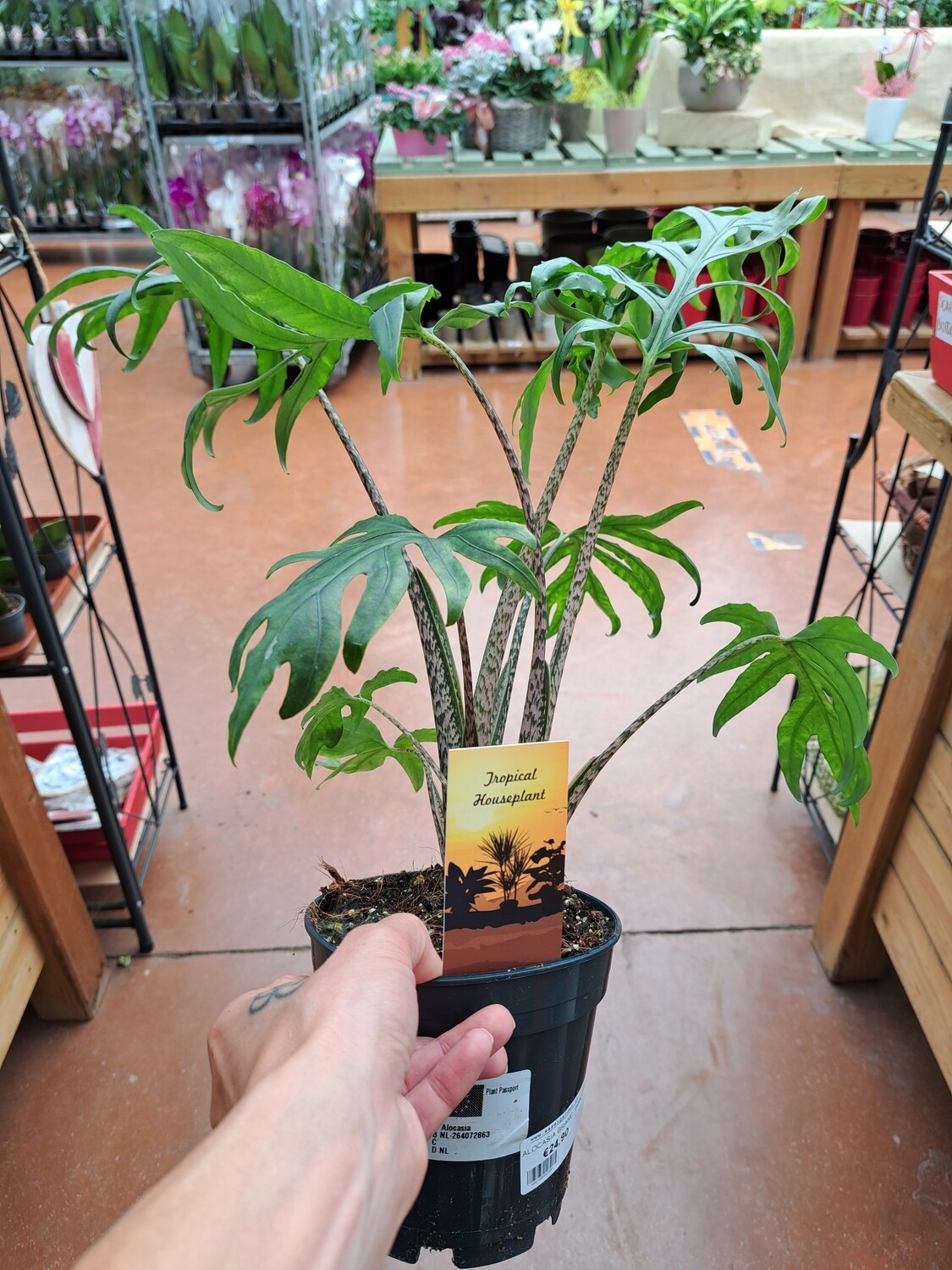 Alocasia brancifolia 'Pink Passion' - vaso Ø14 cm