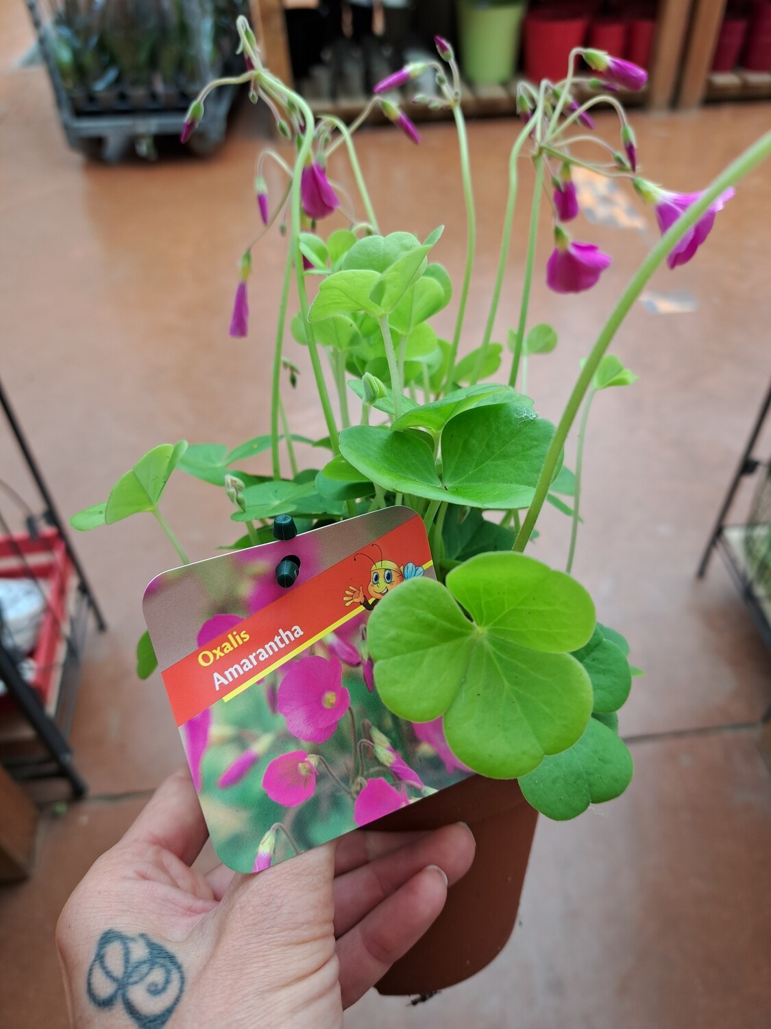 Oxalis Bowiei 'Amarantha' - vaso Ø13 cm