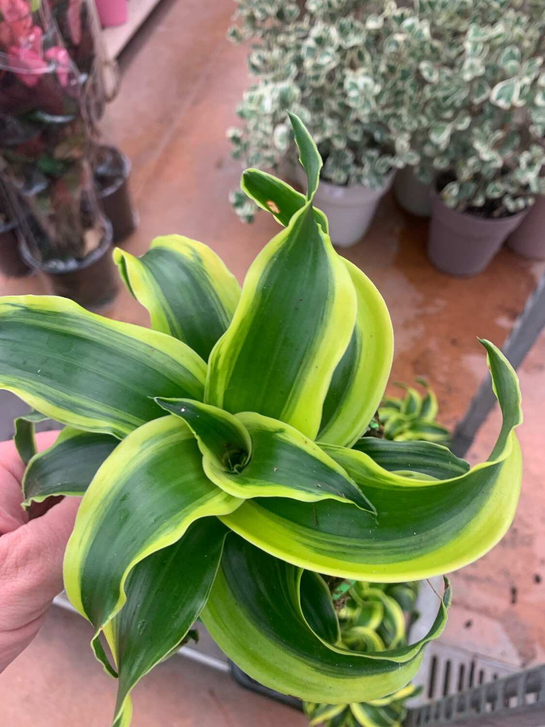 Dracaena fragrans 'Compacta Tornado' - vaso Ø12 cm Dracaena fragrans 'Compacta Tornado' - vaso Ø12 cm