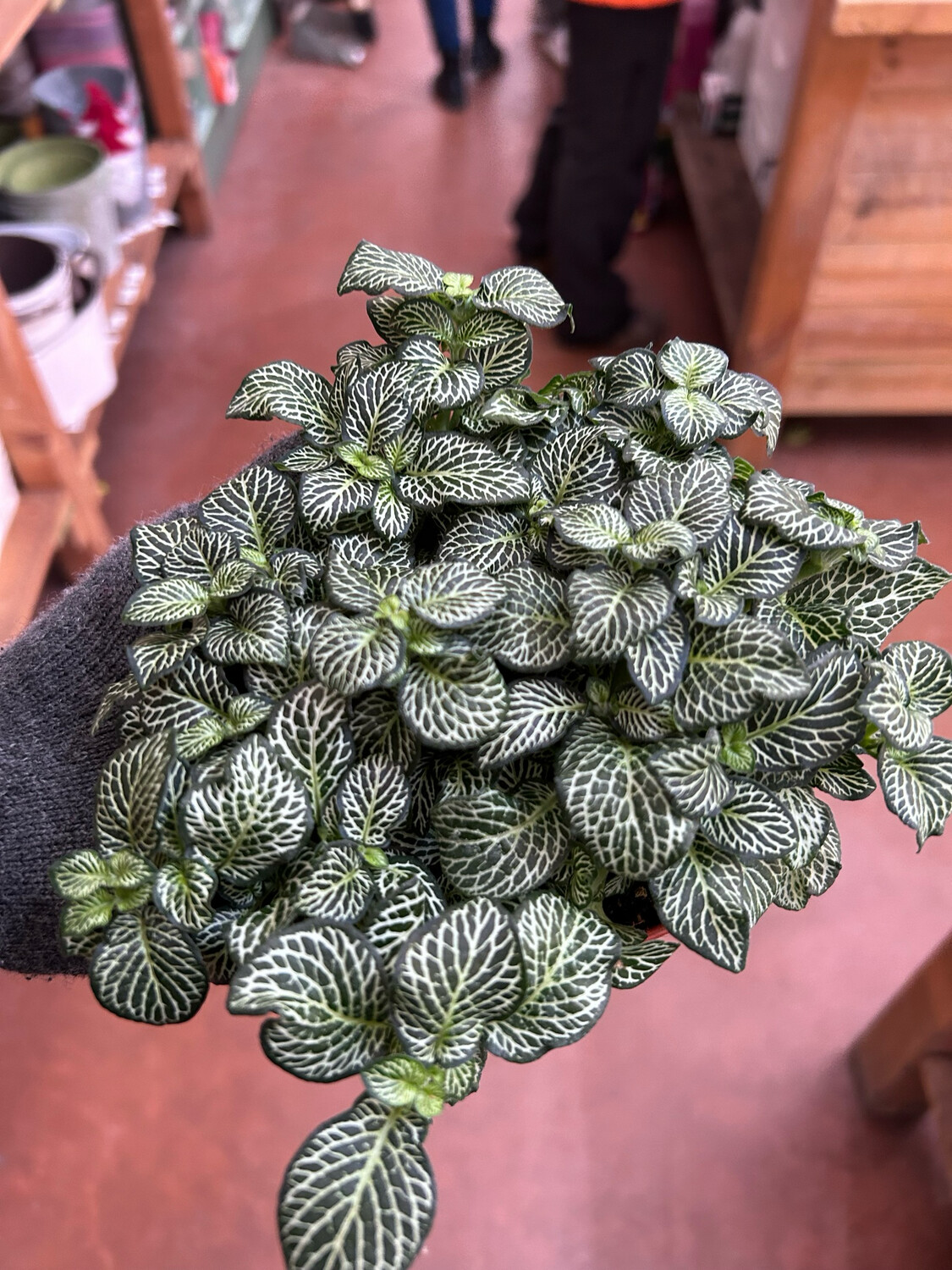 Fittonia 'Green Minima' - vaso Ø12 cm Fittonia 'Green Minima' - vaso Ø12 cm
