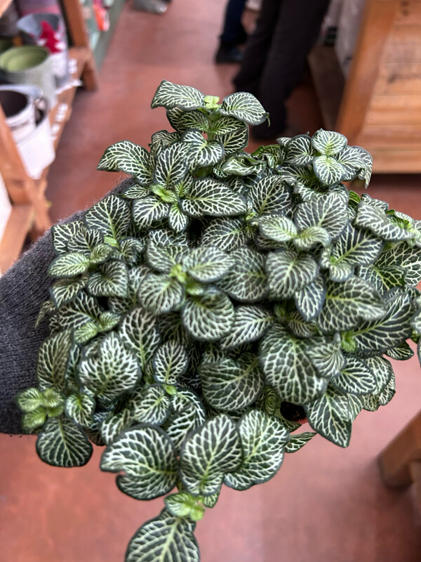 Fittonia 'Green Minima' - vaso Ø12 cm