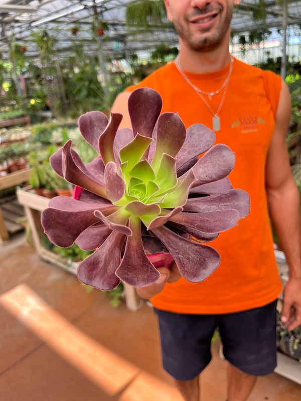 Aeonium Arboreum 'Velour' - vaso Ø12 cm