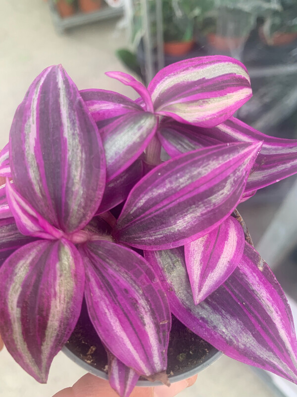 Tradescantia Pink Paradise, Erba Miseria, Tradescanzia - vaso Ø5,5 cm
