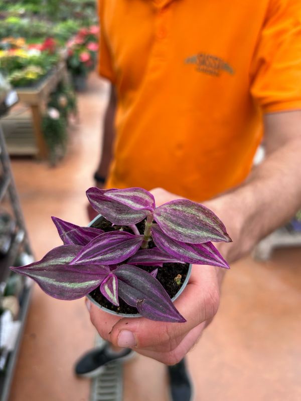 Tradescantia Pink Paradise, Erba Miseria, Tradescanzia - vaso Ø5,5 cm Tradescantia Pink Paradise, Erba Miseria, Tradescanzia - vaso Ø5,5 cm