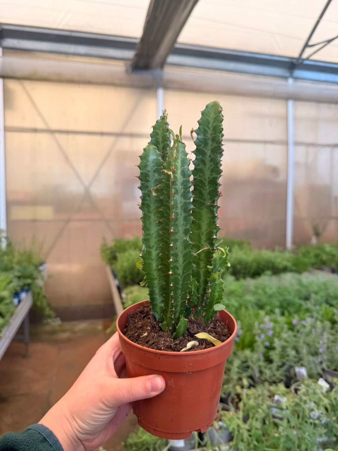 Euphorbia trigona - vaso Ø12 cm