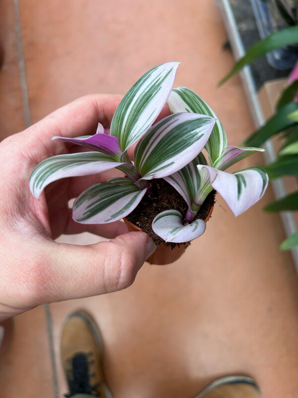 Tradescantia Nanouk, Erba Miseria, Tradescanzia - vaso Ø5,5 cm