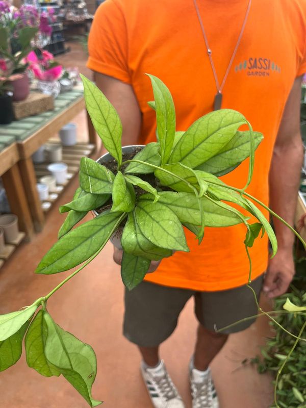 Hoya Crassipetiolata - vaso Ø9 cm