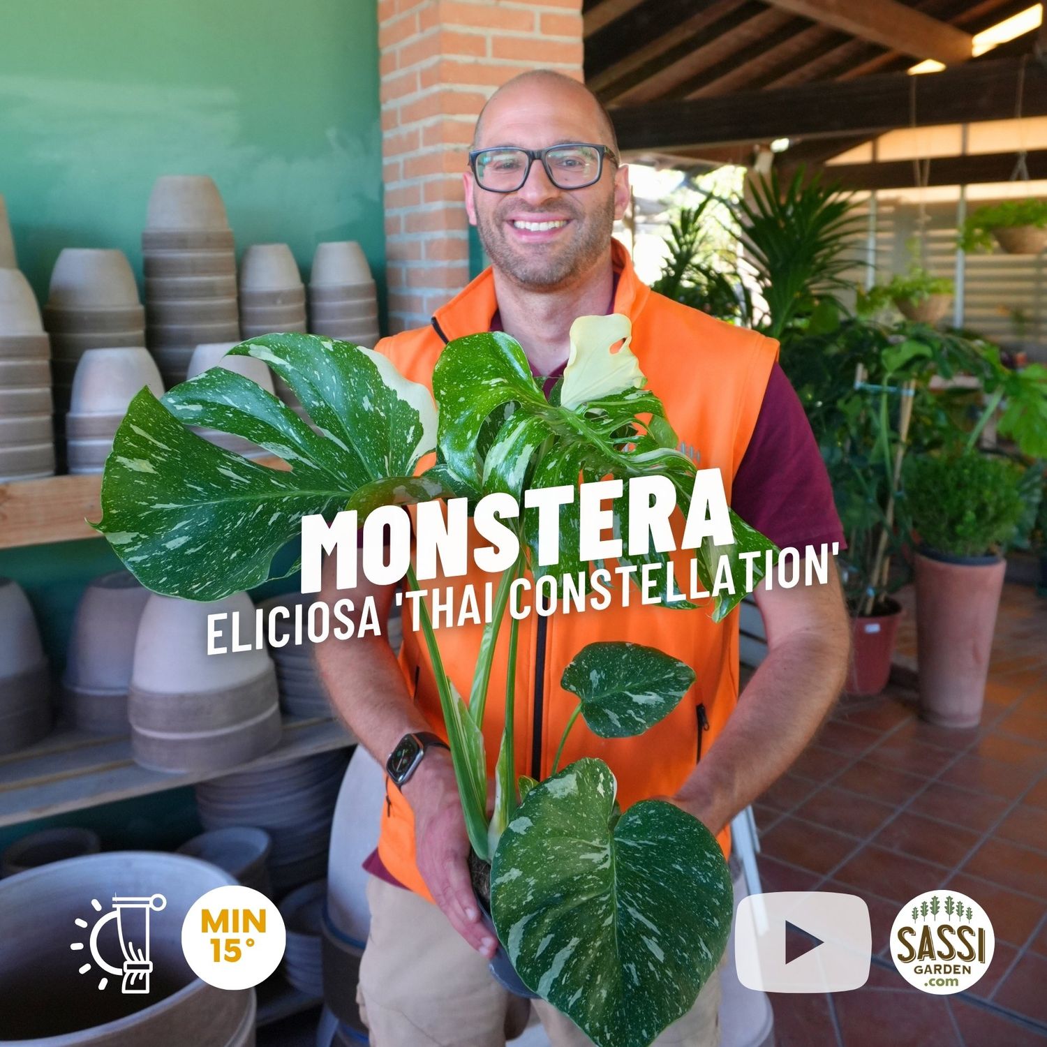 Monstera deliciosa 'Thai Constellation' - vaso Ø14 cm Monstera deliciosa 'Thai Constellation' - vaso Ø14 cm