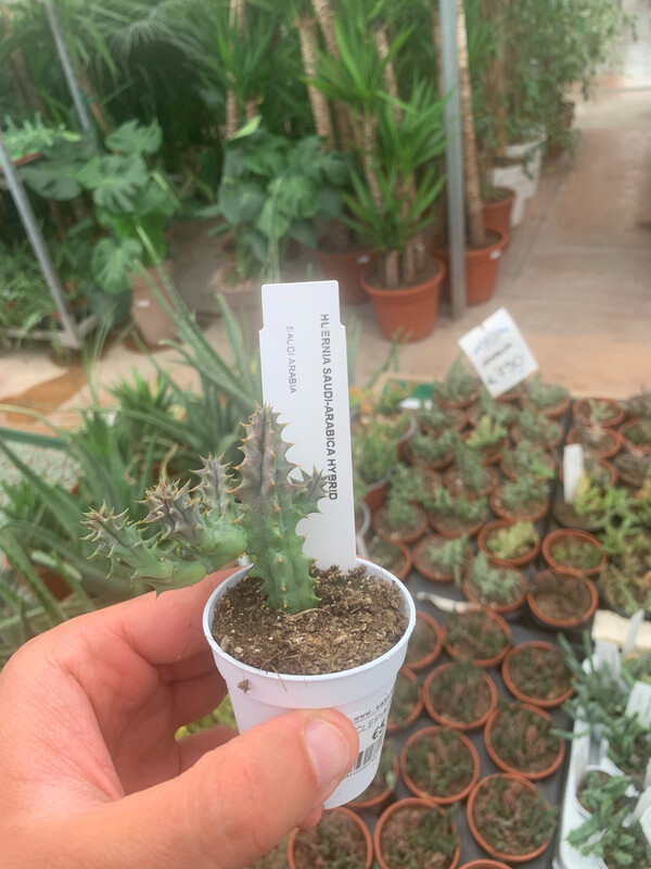 Stapelia, Huernia saudi-arabica hybrida - vaso Ø5,5 cm