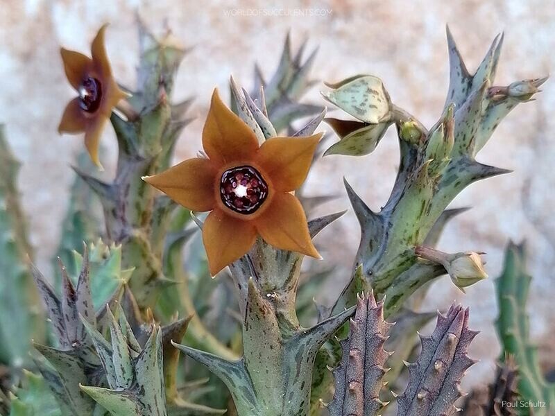 Stapelia, Orbea laticorona - vaso Ø5,5 cm Stapelia, Orbea laticorona - vaso Ø5,5 cm