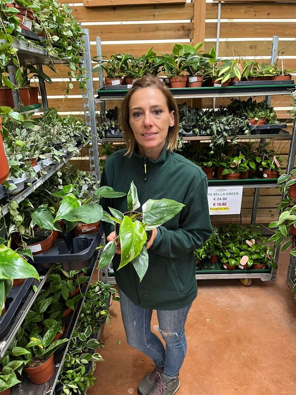 Philodendron Erubescens 'White Princess', Filodendro - vaso Ø12 cm