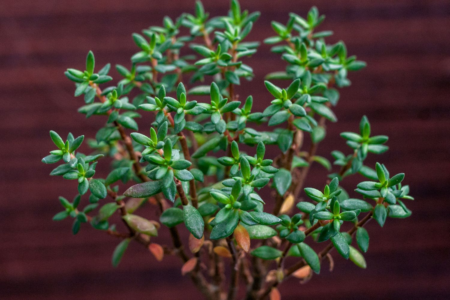 Crassula sarcocaulis - vaso Ø10.5 cm Crassula sarcocaulis - vaso Ø10.5 cm