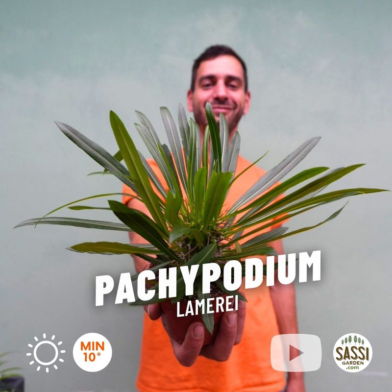 Pachypodium Lamerei, Palma del Madagascar - vaso Ø12 cm Pachypodium Lamerei, Palma del Madagascar - vaso Ø12 cm