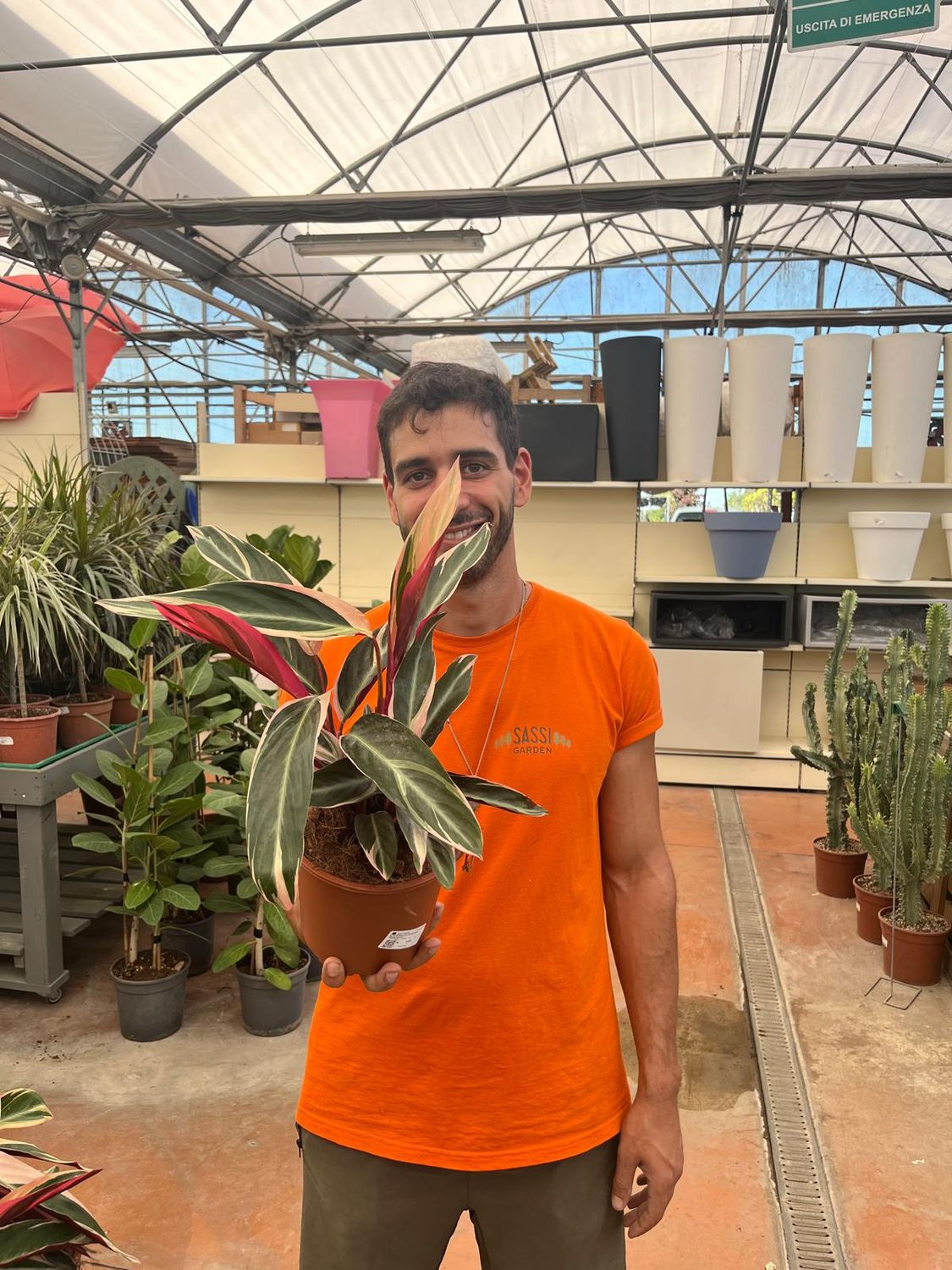 Stromanthe sanguinea "Triostar" - vaso Ø17 cm