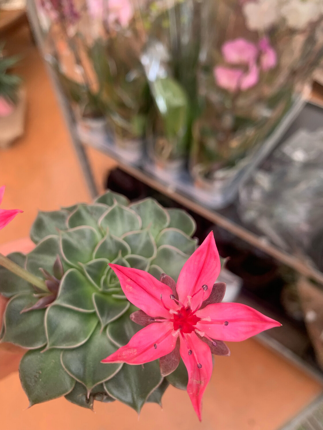 Graptopetalum tacitus - Rosa di marmo - vaso 8 cm