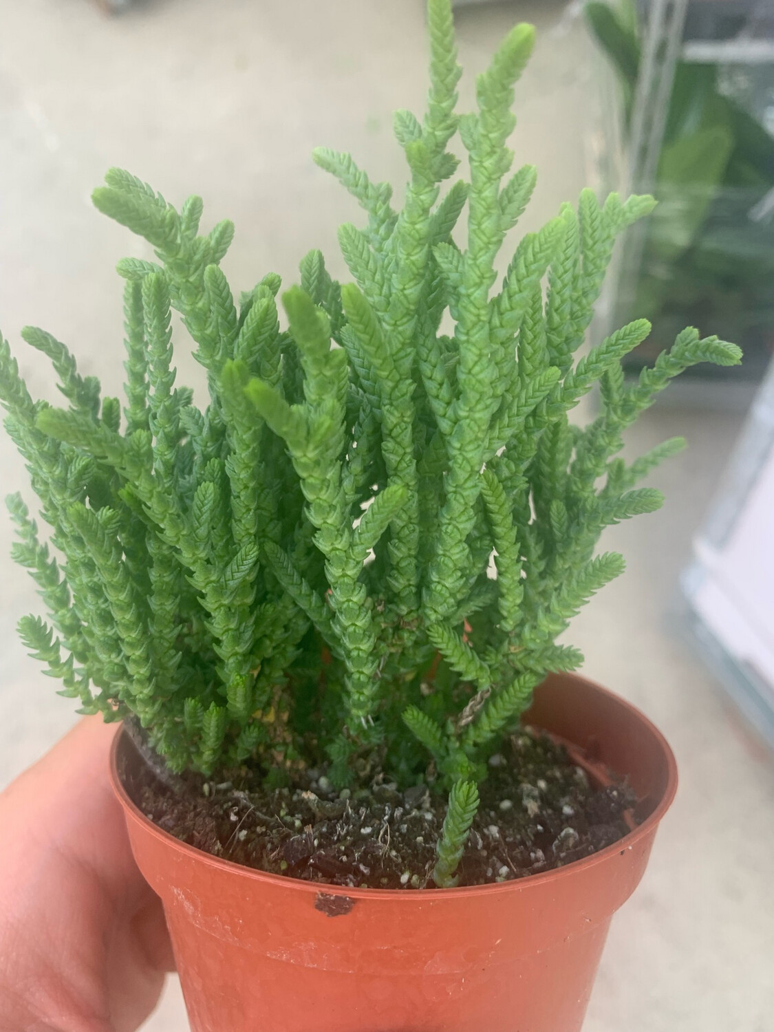 Crassula lycopodioides, Pianta spazzola - vaso Ø 10 cm Crassula lycopodioides, Pianta spazzola - vaso Ø 10 cm