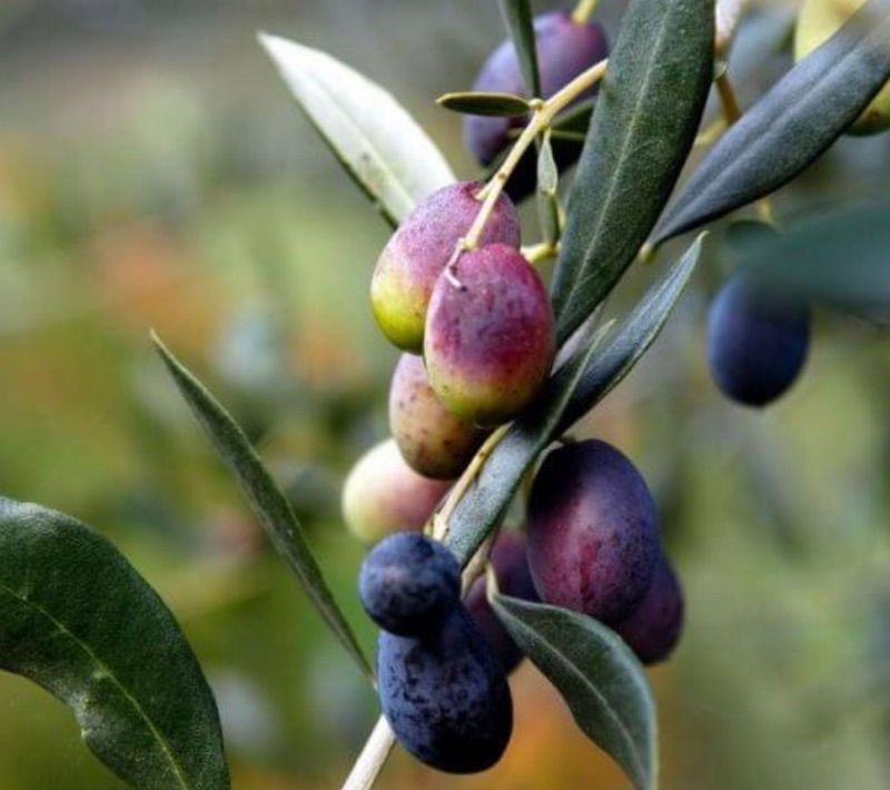 Olea europaea var. Taggiasca - Ulivo - Olivo - vaso 15x15 Olea europaea var. Taggiasca - Ulivo - Olivo - vaso 15x15