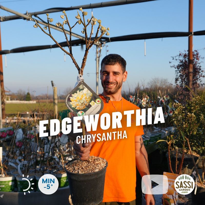 Edgeworthia Chrysantha, Bastone di San Giuseppe - vaso Ø20 cm