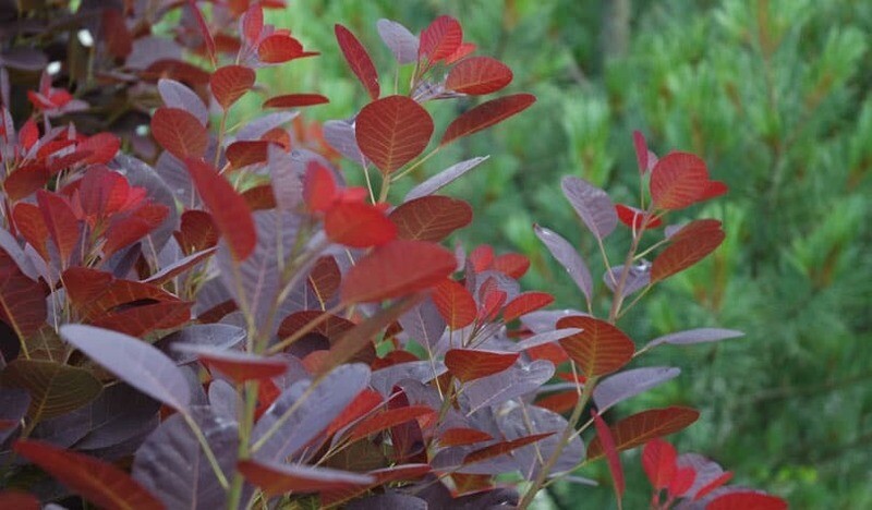 Cotinus coggygria 'Royal Purple' - vaso Ø18 cm