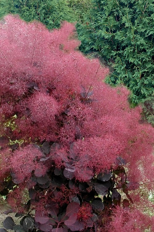 Cotinus coggygria 'Royal Purple' - vaso Ø18 cm trav