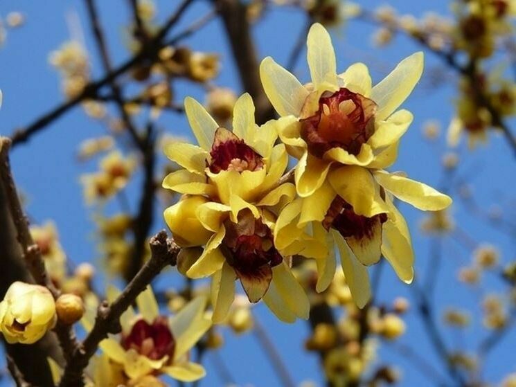 Calicanto d'inverno, Callicanthus praecox, Chimonanthus praecox - vaso Ø24 cm SCD Calicanto d'inverno, Callicanthus praecox, Chimonanthus praecox - vaso Ø24 cm SCD