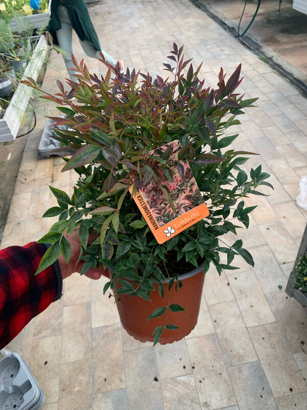 Nandina domestica 'Obsessed' - vaso Ø19 cm h 50 cm