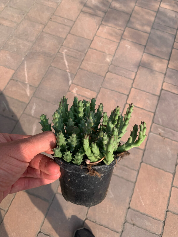 Stapelia Variegata 'Fiore di Carogna', Pianta stella di cadavere - vaso Ø10 cm
