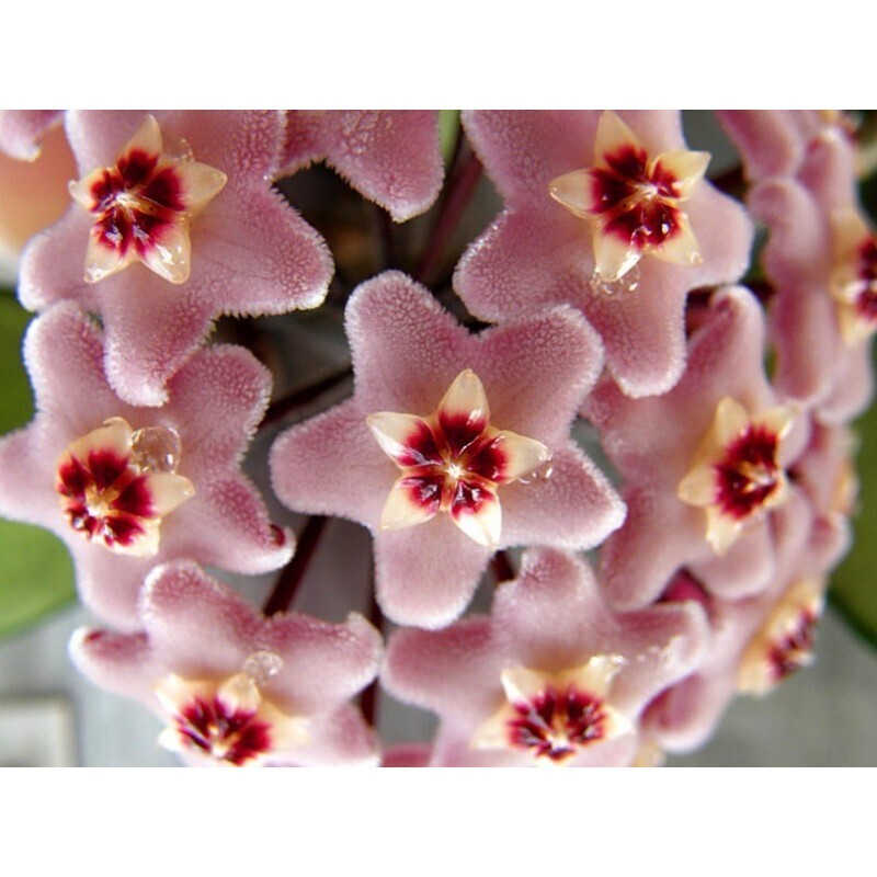 Hoya Carnosa 'Flamingo Dream', Fiore di Cera - vaso Ø5,5 cm