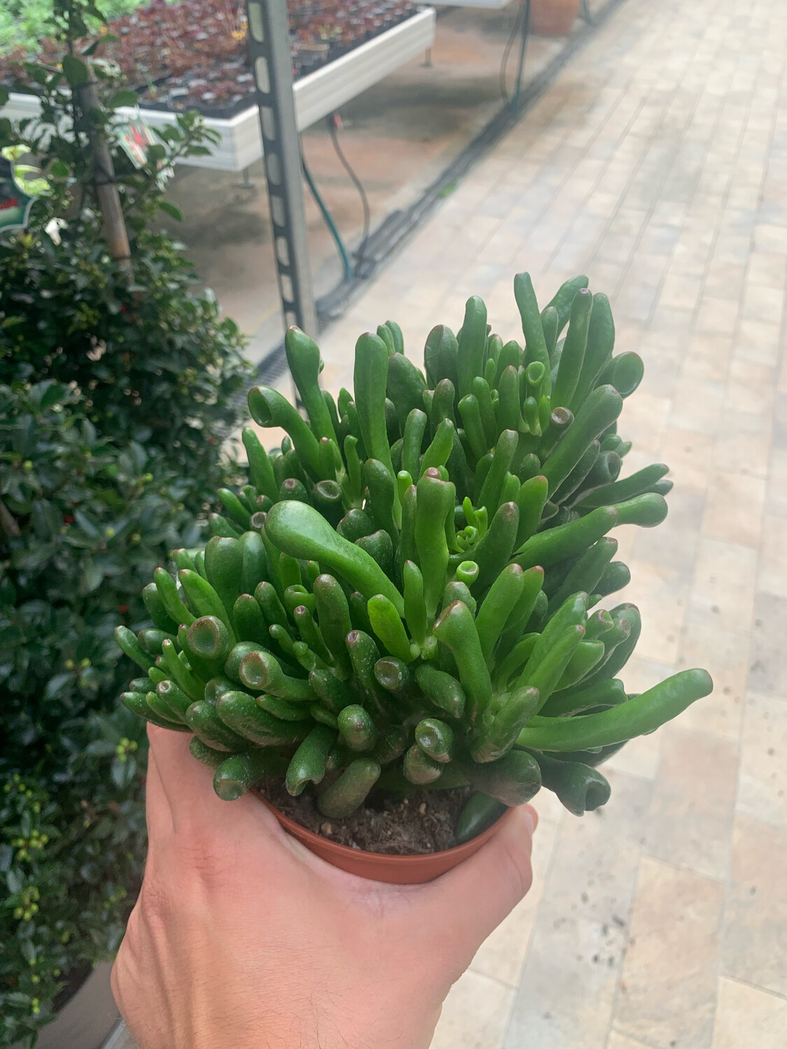 Crassula ovata 'Hobbit', Albero di Giada - vaso Ø12 cm Crassula ovata 'Hobbit', Albero di Giada - vaso Ø12 cm