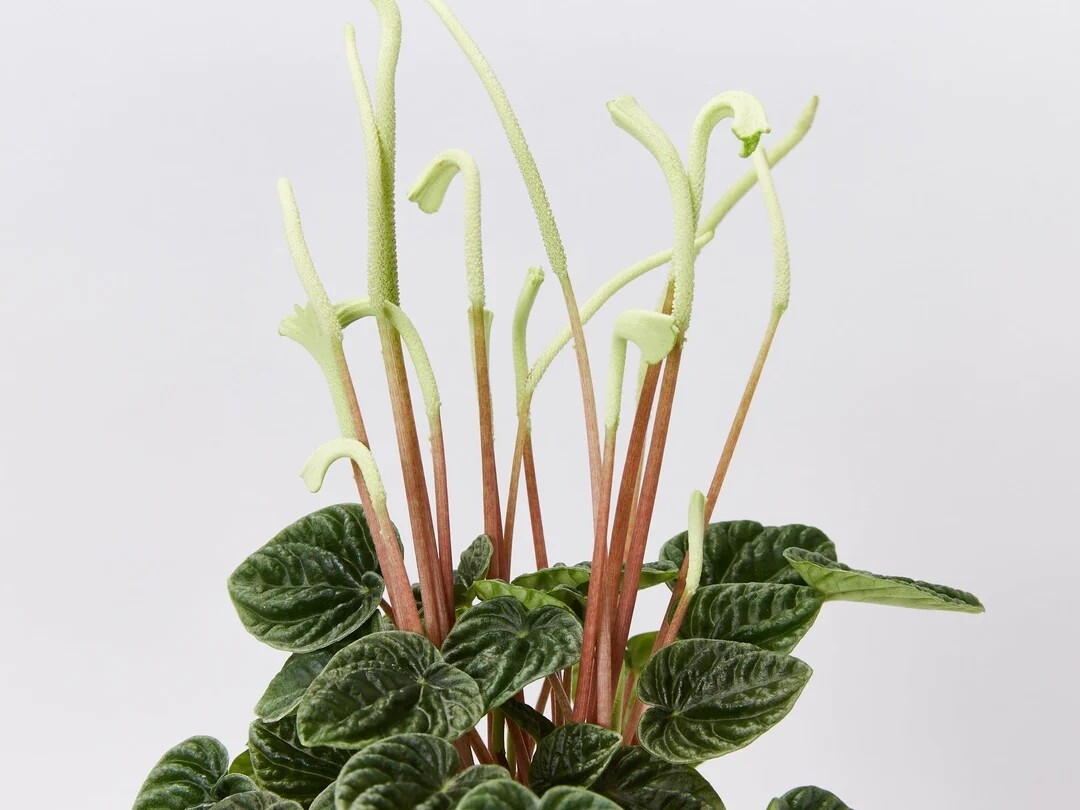 Peperomia Caperata Lilian - vaso Ø12 cm Peperomia Caperata Lilian - vaso Ø12 cm