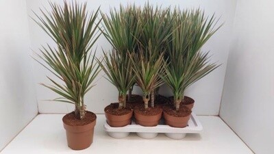 Dracena marginata bicolor, Dracaena - vaso Ø21 cm
