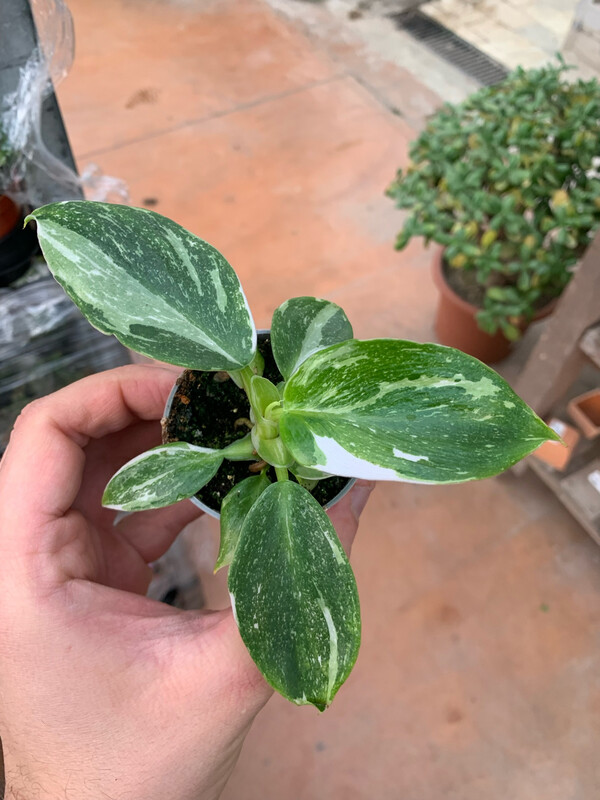 Philodendron 'White Wizard', Filodendro - vaso Ø6 cm