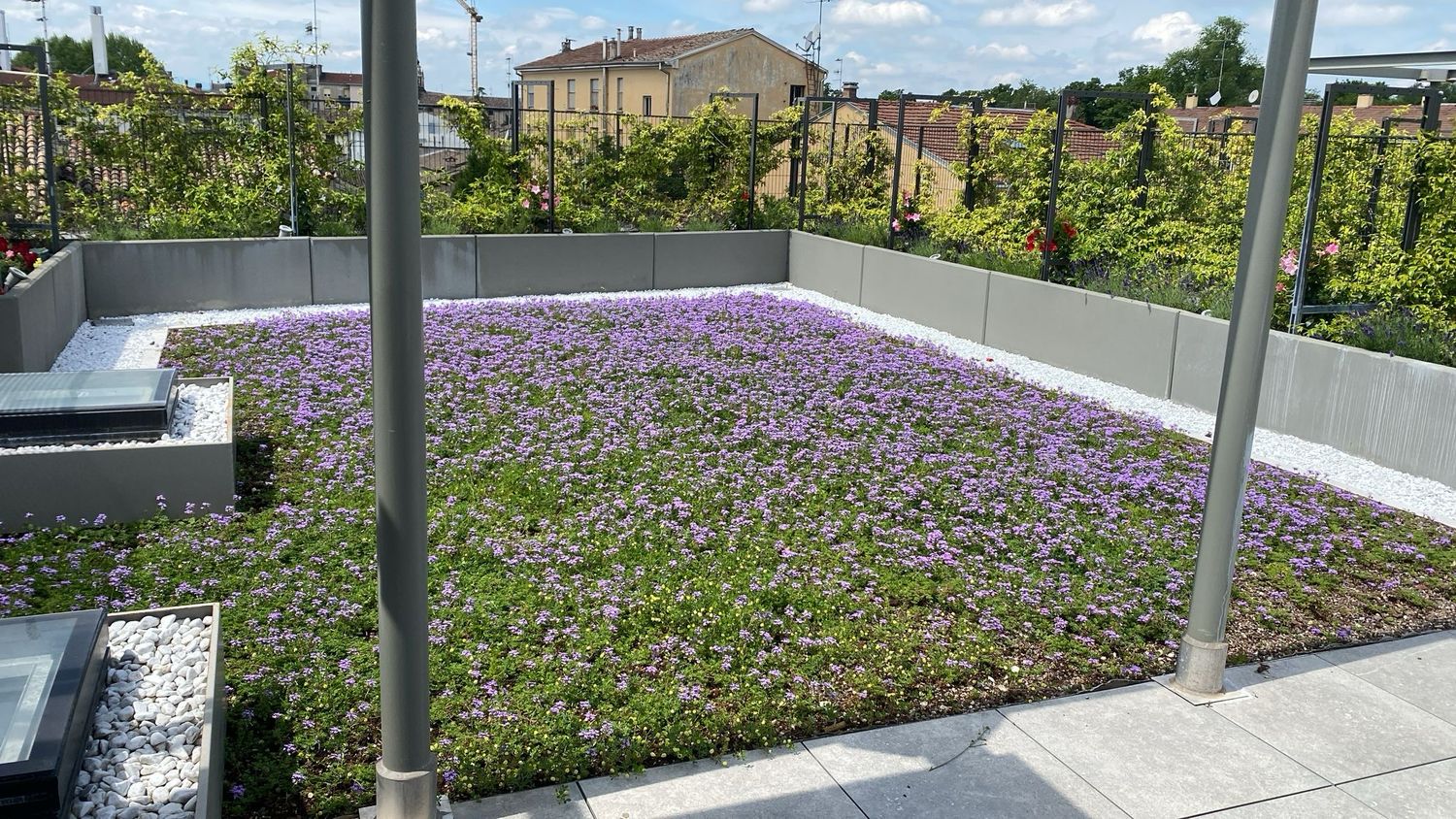 Verbena Hybrida Prostrata - vaso Ø16 cm