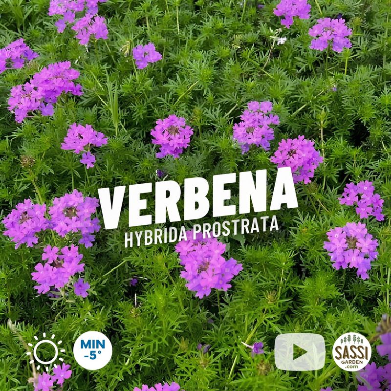 Verbena Hybrida Prostrata - vaso Ø18 cm