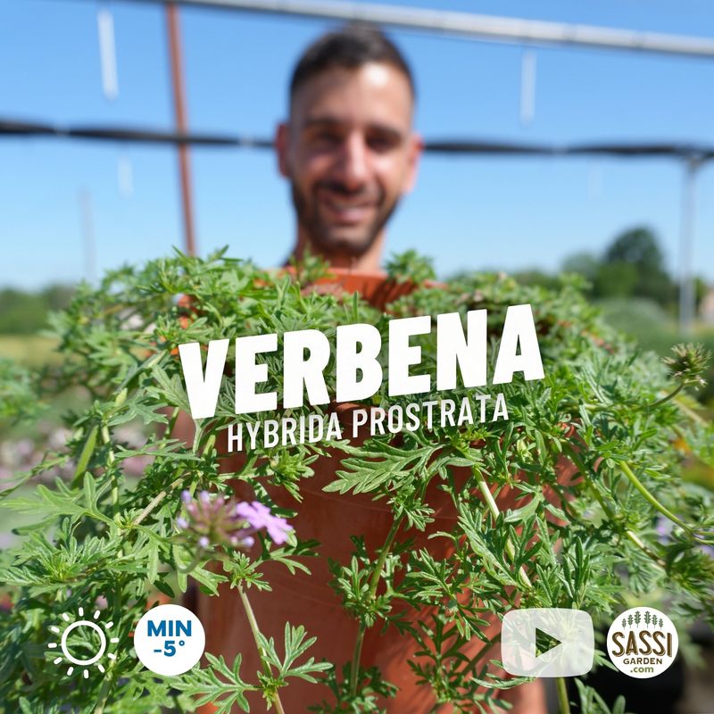 Verbena Hybrida Prostrata - vaso Ø18 cm