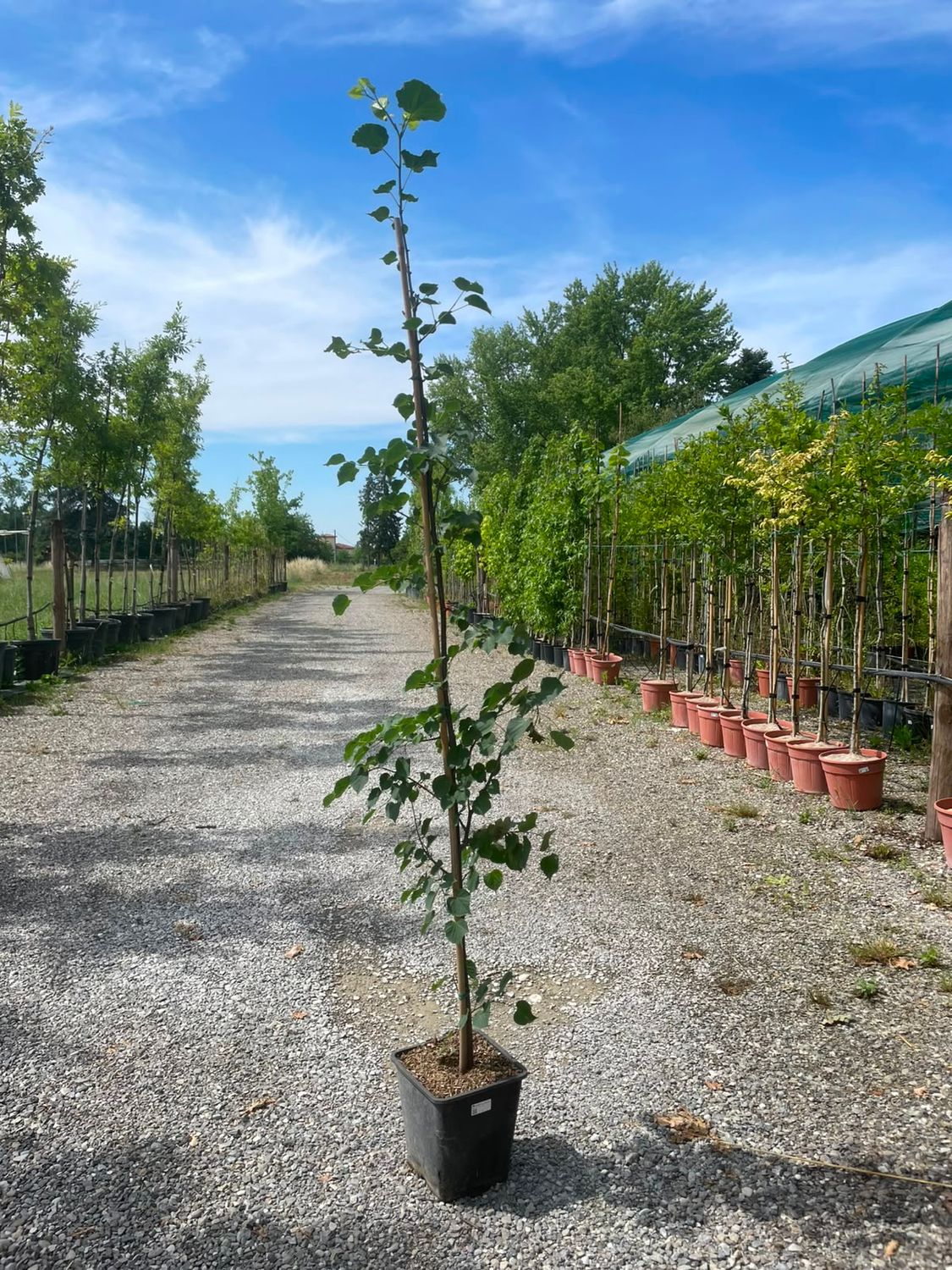 Tilia cordata, Tiglio selvatico - vaso 25 x25 cm, h 200 cm