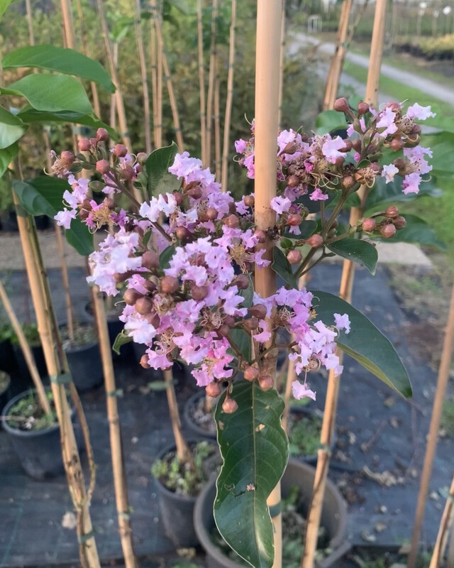 Lagerstroemia indica 'Muskogee', Mirto crespo alberetto - vaso Ø30 cm, h 200 cm