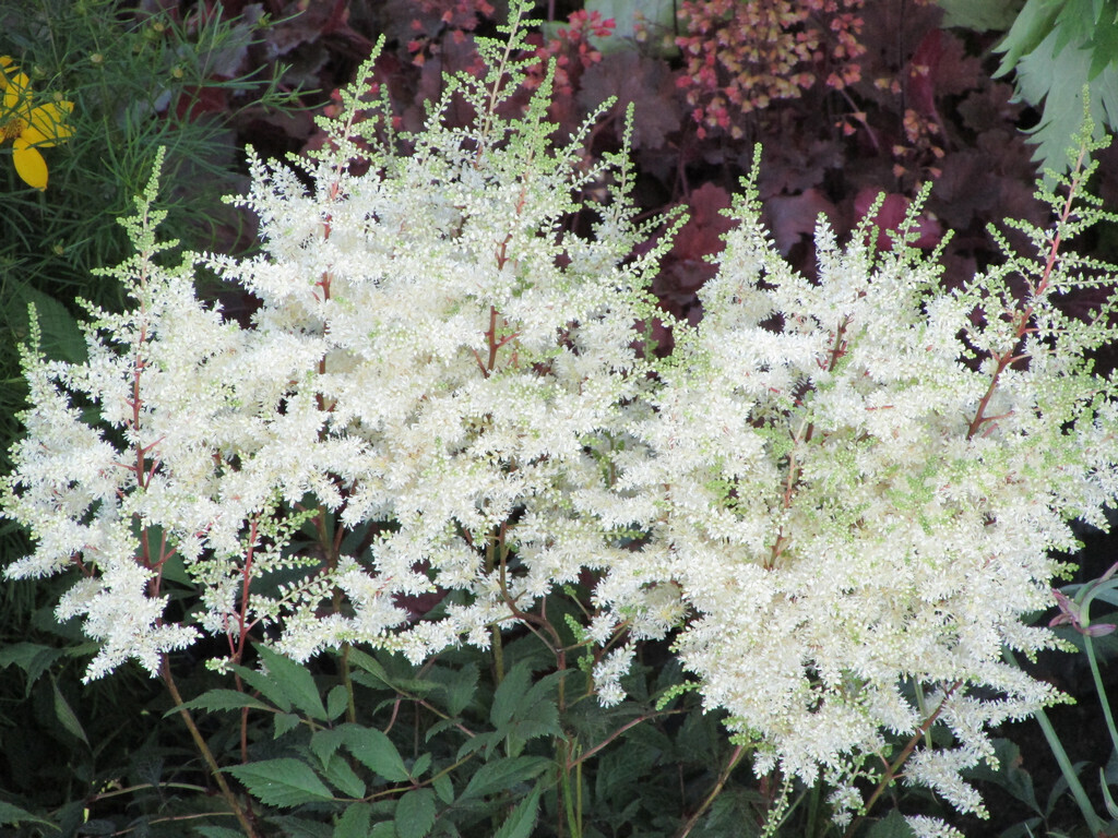 Astilbe Japonica 'Weisse Gloria' - vaso Ø18 cm
